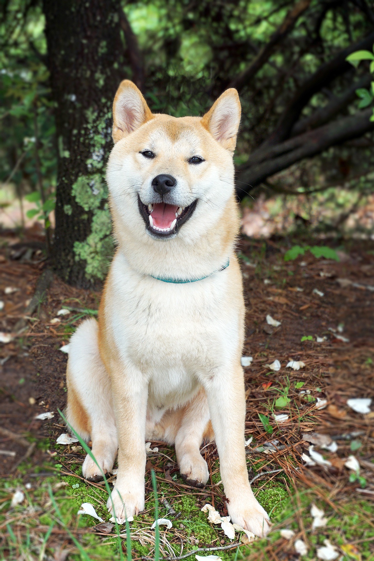 Un chien assis dans la foret