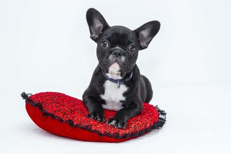 Un bulldog français couché sur un coussin rouge et noir