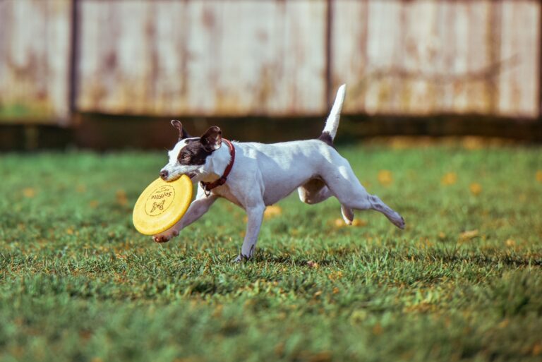 Un chien qui joue au frisbee