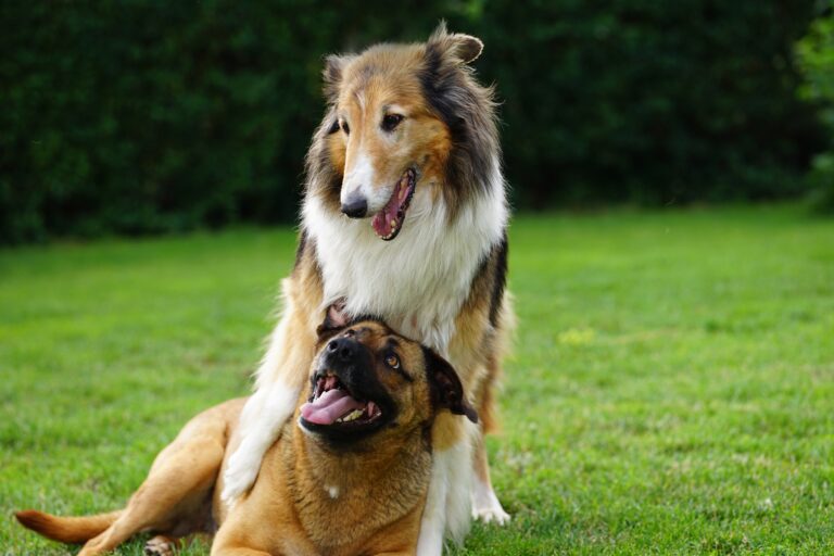 Deux chiens qui jouent ensemble