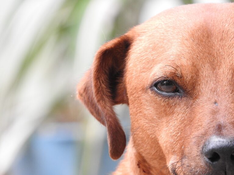 Un chien qui fixe la caméra