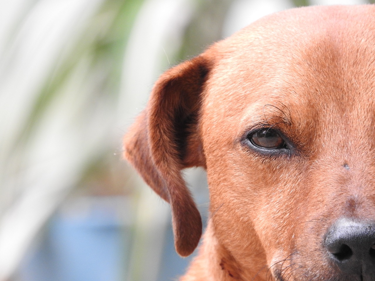 Un chien qui fixe la caméra