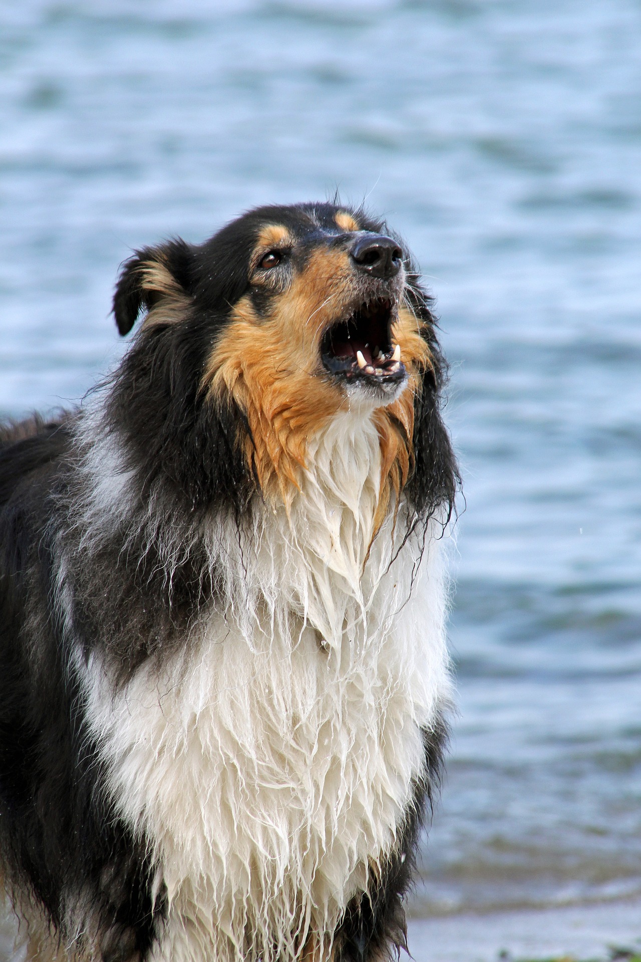 Un chien qui hurle