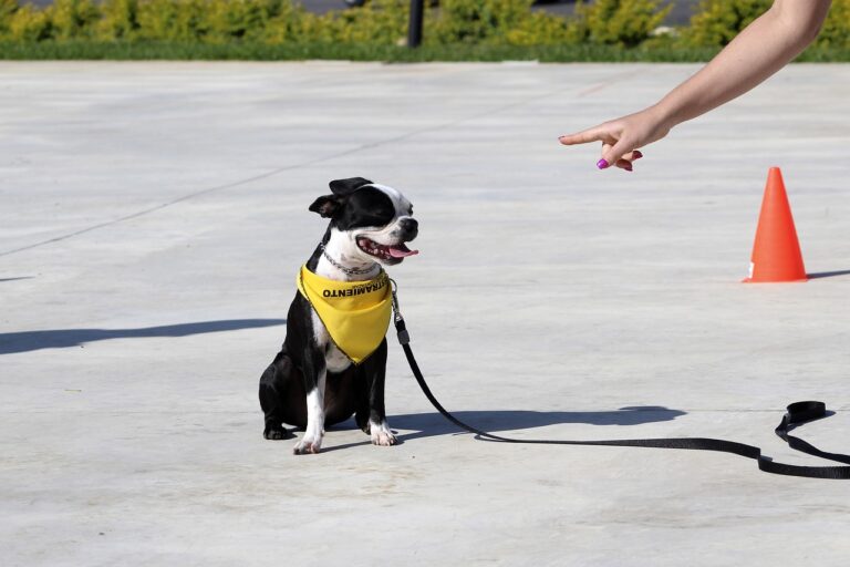 Un chien qui apprend l'obéissance
