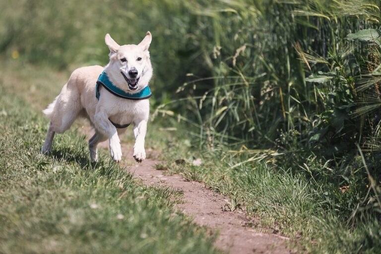 Un chien qui revient en courant