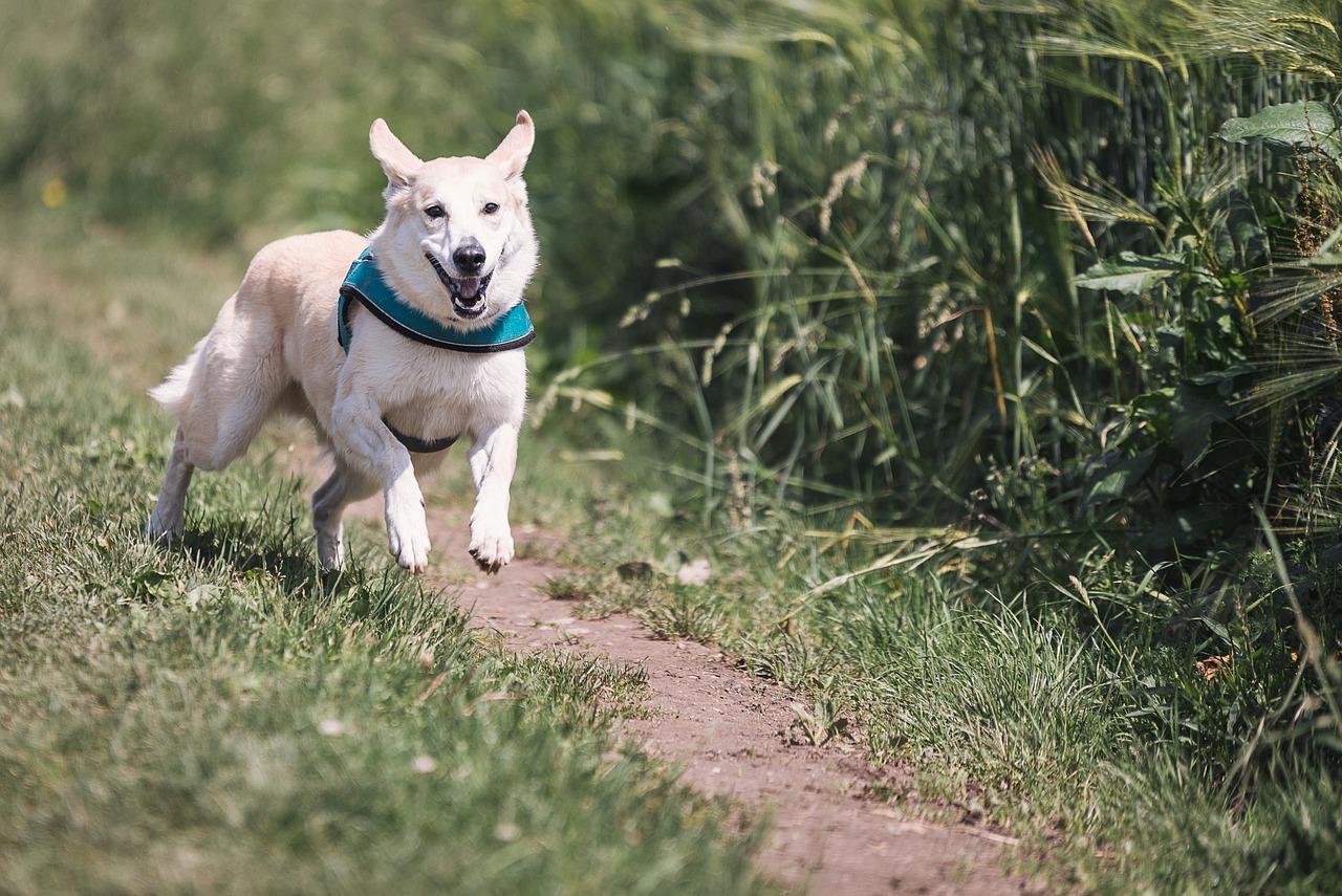 Un chien qui revient en courant