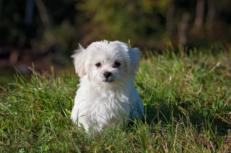 Un bichon maltais assis dans le gazon