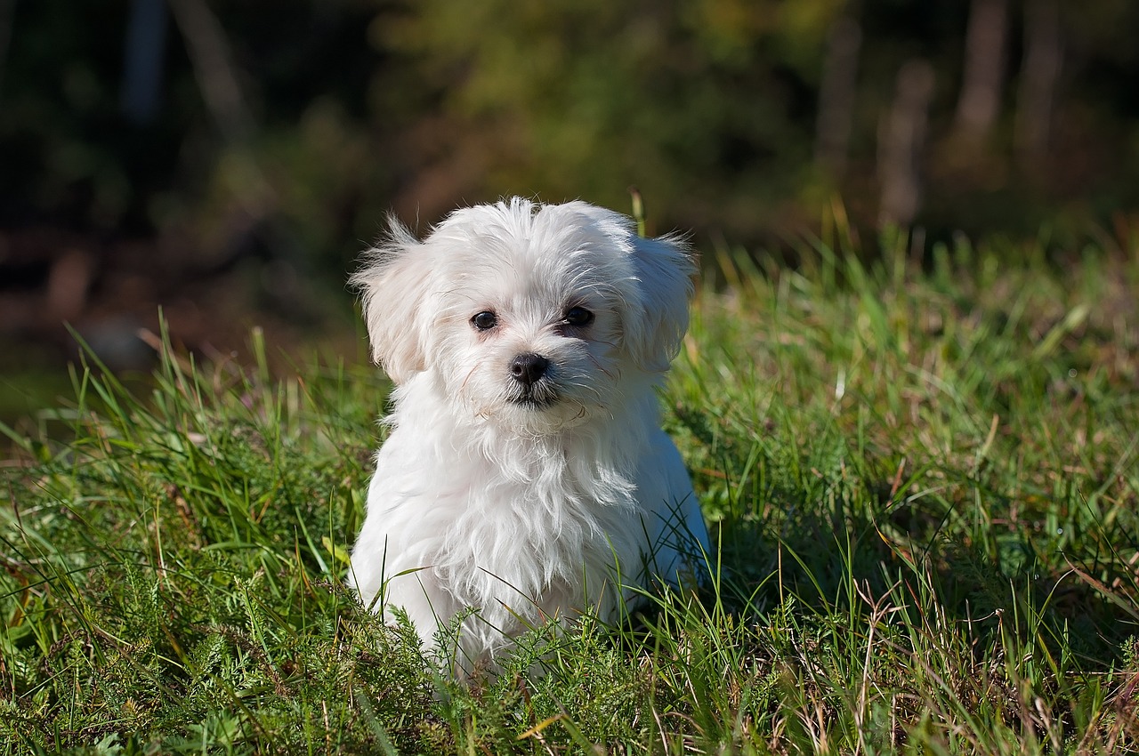 Un bichon maltais assis dans le gazon