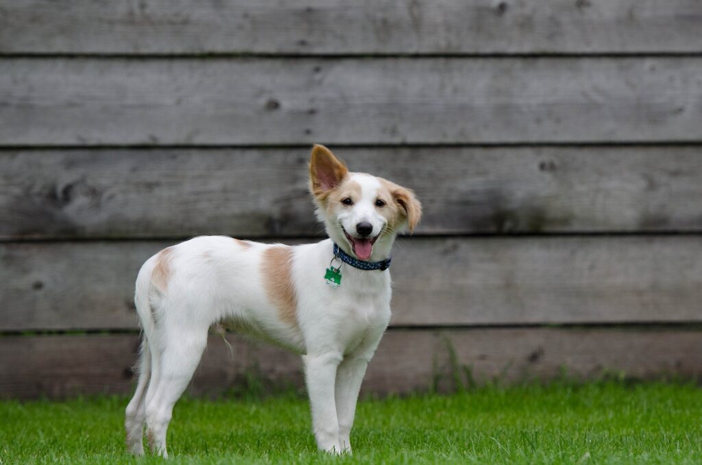 Un chien, avec une oreille pencher, qui regarde la caméra