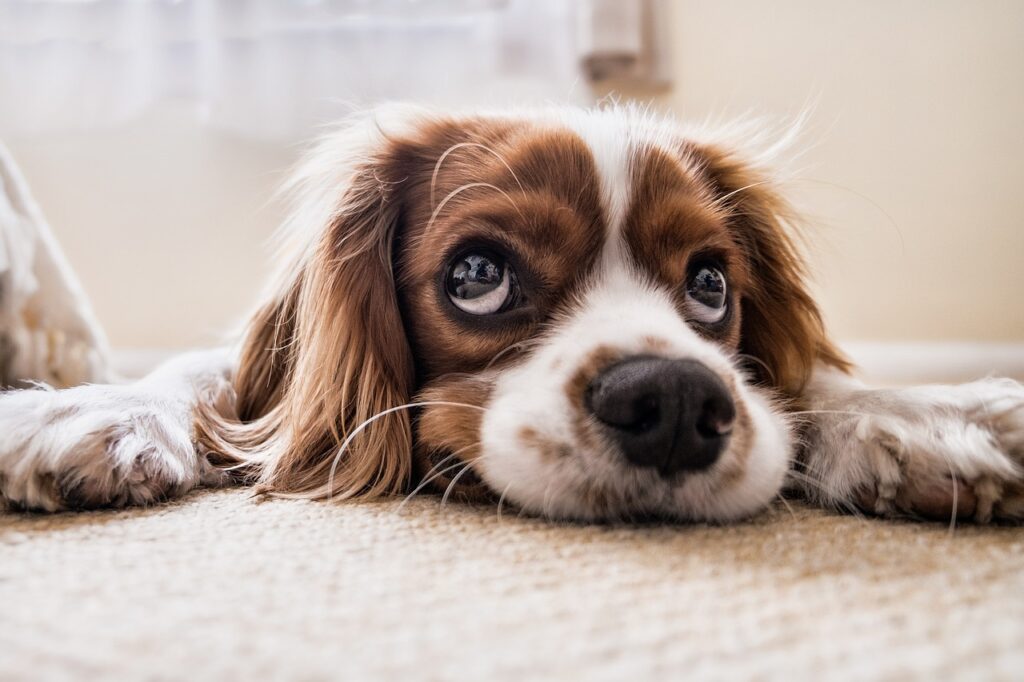 Un chien couché, qui regarde vers le haut.