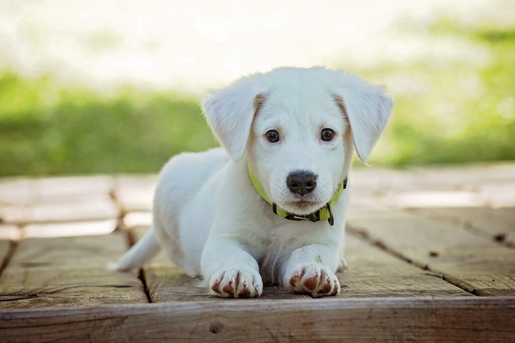Un chiot blanc, couché sur un balcon